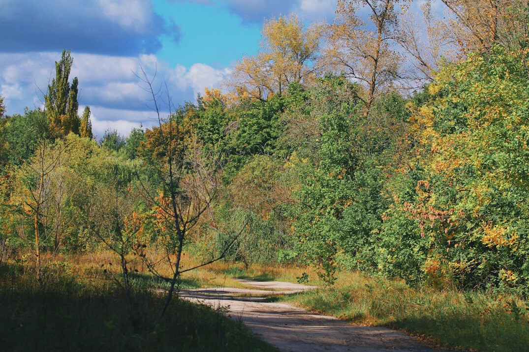 person on path in forest